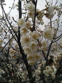 Low angle view of apple blossoms in spring