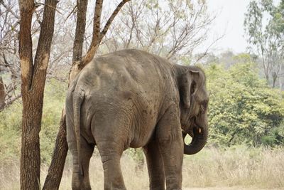 Elephant in a forest