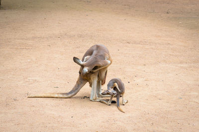 High angle view of an animal kangaroo with joey in the wild