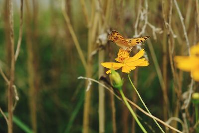 Close-up of butterfly pollinating on yellow flower