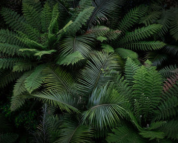 Close-up of palm tree