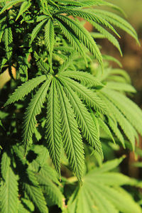 Close-up of fresh green plant