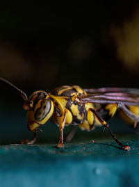 Macro shot of bee