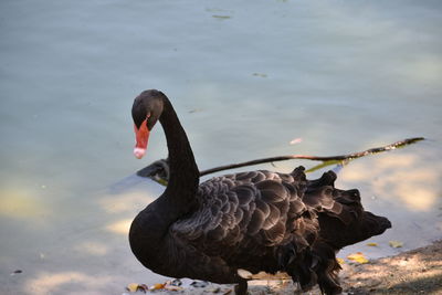 Close-up of swan swimming in lake