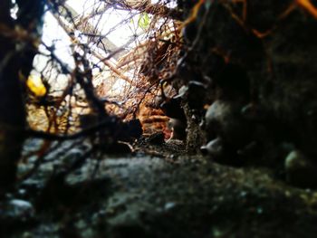 Close-up of plant growing on rock in forest