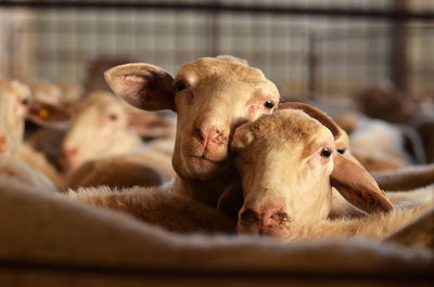 Close-up portrait of a sheep