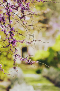 Close-up of plant against blurred background