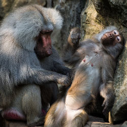 Close-up of monkey sitting outdoors