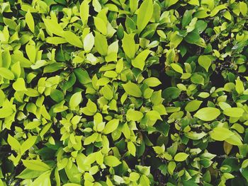 Full frame shot of leaves floating on plants