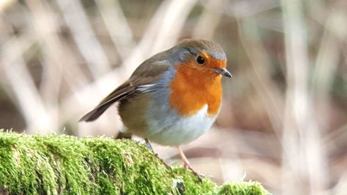 Close-up of bird perching outdoors
