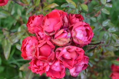 Close-up of pink rose flowers