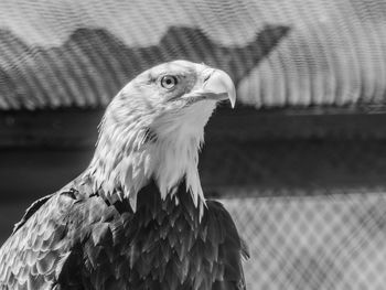 Close-up of eagle