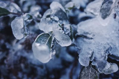 Close-up of frozen leaves