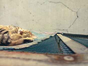 View of a dog sleeping