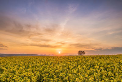 Scenic view of oilseed rape field against sky during sunset