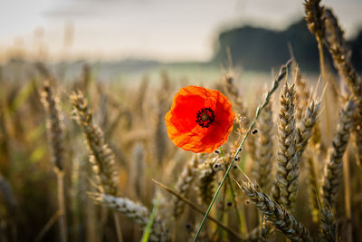 Close-up of poppy on field