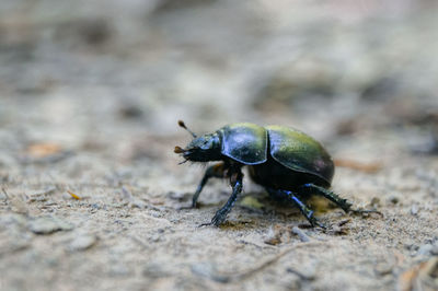 Close-up of insect on land