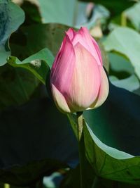 Close-up of pink water lily in pond