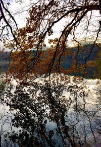 Trees by lake in forest against sky