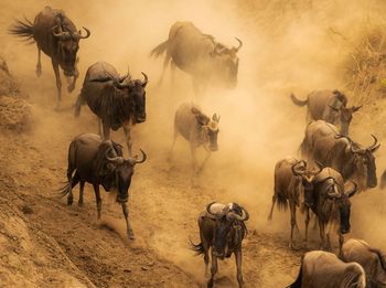 Wild animals on field