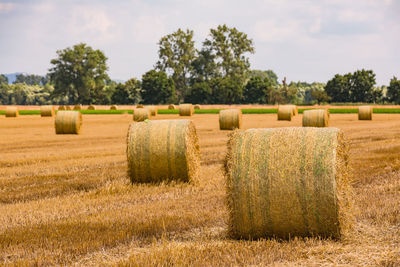 Bales of hay in a field after the harvest in summer