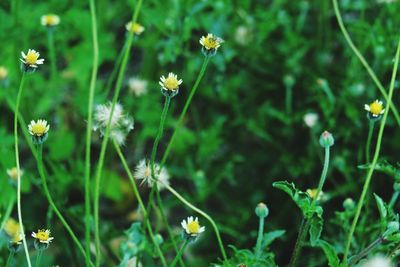Close-up of flowering plants on field