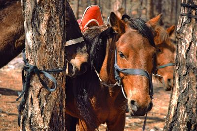 Brown horses amidst trees on field