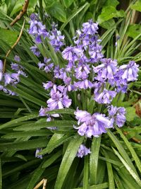 Close-up of purple flowers in bloom