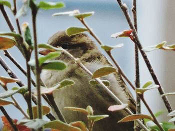 Close-up of bird perching on plant