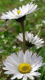 Close-up of white flower blooming outdoors