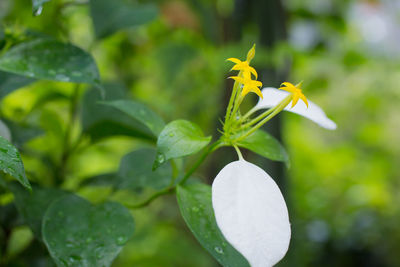 Close-up of white flowering plant