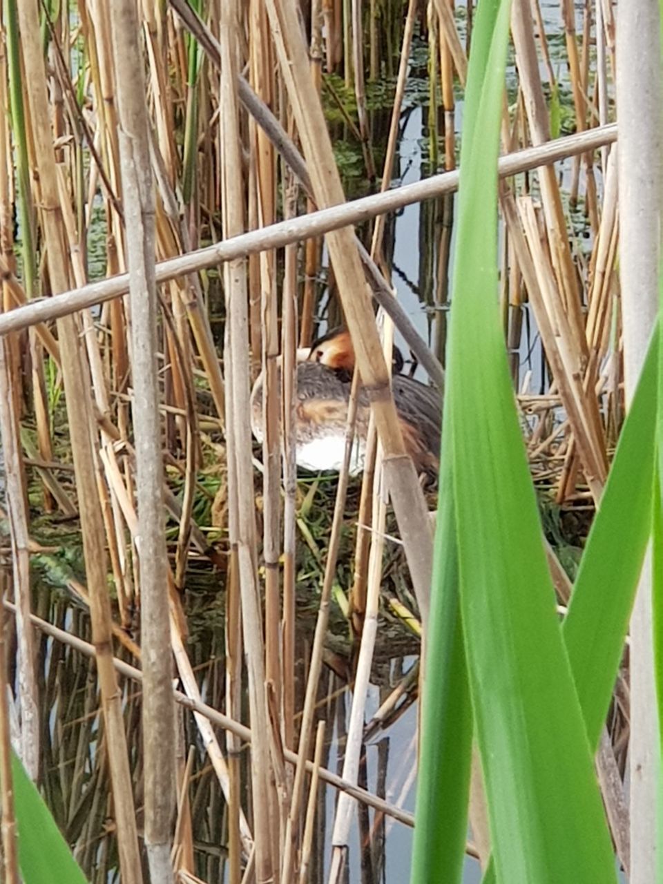 animal wildlife, plant, animal, vertebrate, animals in the wild, bird, animal themes, one animal, grass, day, nature, no people, close-up, growth, green color, outdoors, leaf, beauty in nature, animal nest, plant part, blade of grass