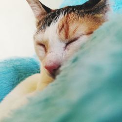 Close-up of cat sleeping