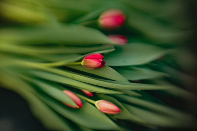 Close-up of red rose bud