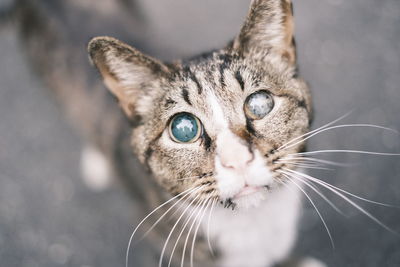 Close-up portrait of a cat