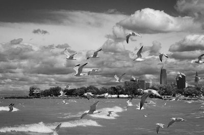 Flock of seagulls flying over land