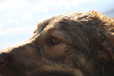 Close-up of a dog