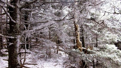 Bare trees on snow covered landscape