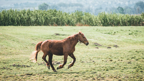 Horse in a field