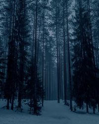 Pine trees in forest during winter