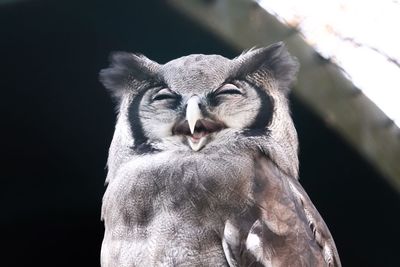 Close-up of bird looking away