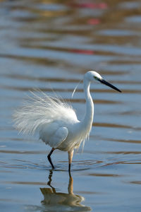 Bird in a lake