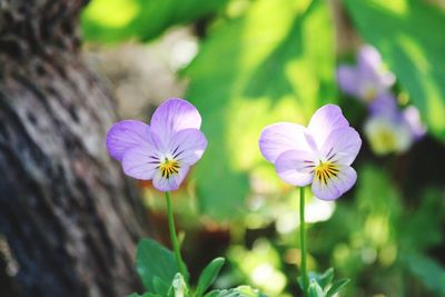 Close-up of purple flowers