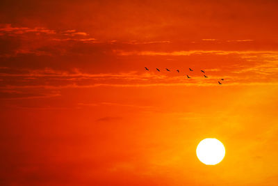 Silhouette birds flying in orange sky