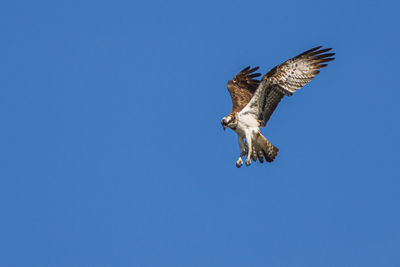 Low angle view of bird flying against clear blue sky