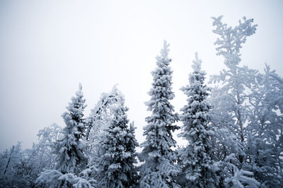 Low angle view of snow covered trees against clear sky