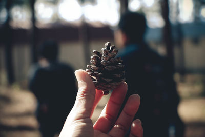 Close-up of hand holding pine cone