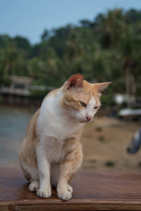 Close-up of cat sitting on wood