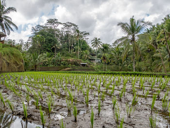 Plants growing on field against sky