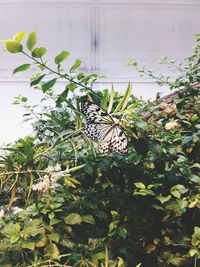 View of bird perching on plant